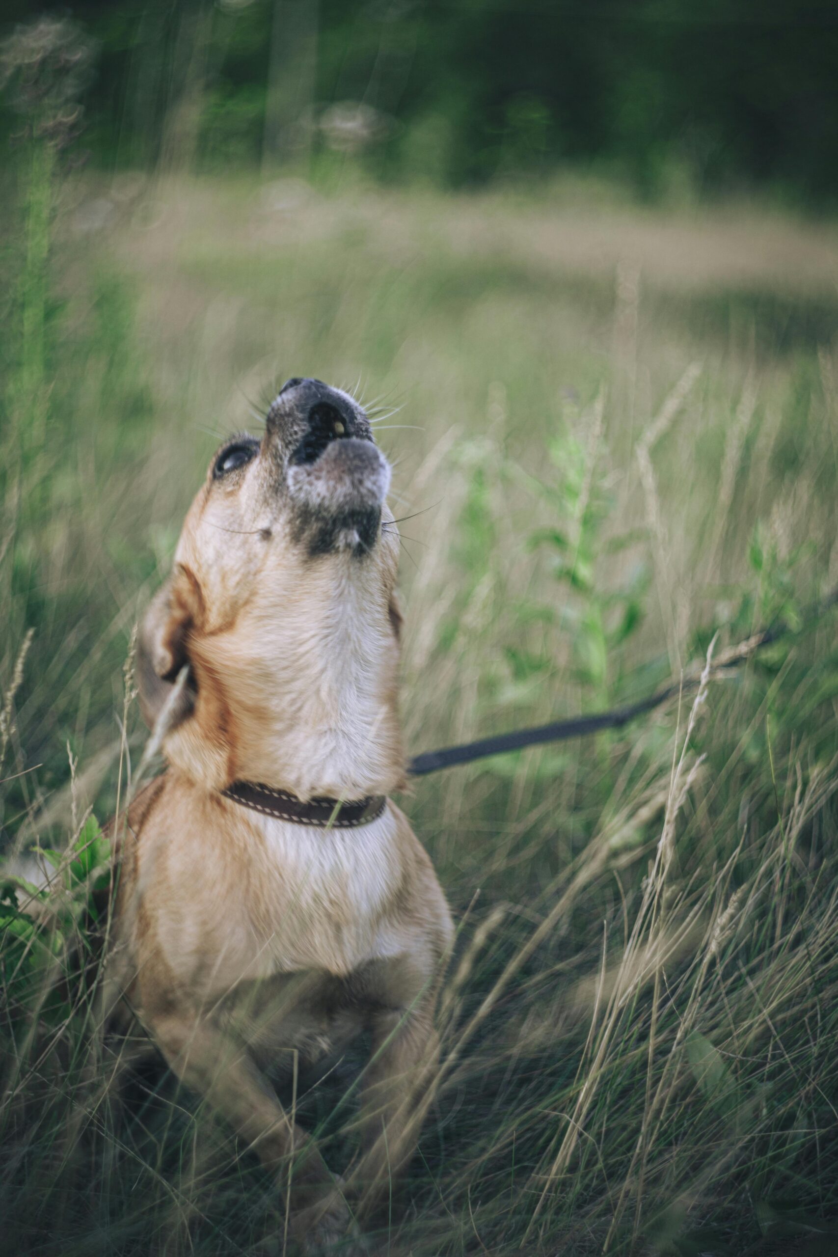 Why Do Dogs Howl at Night?