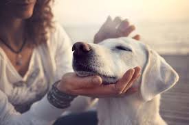 Emotionally Connect With Your Dog