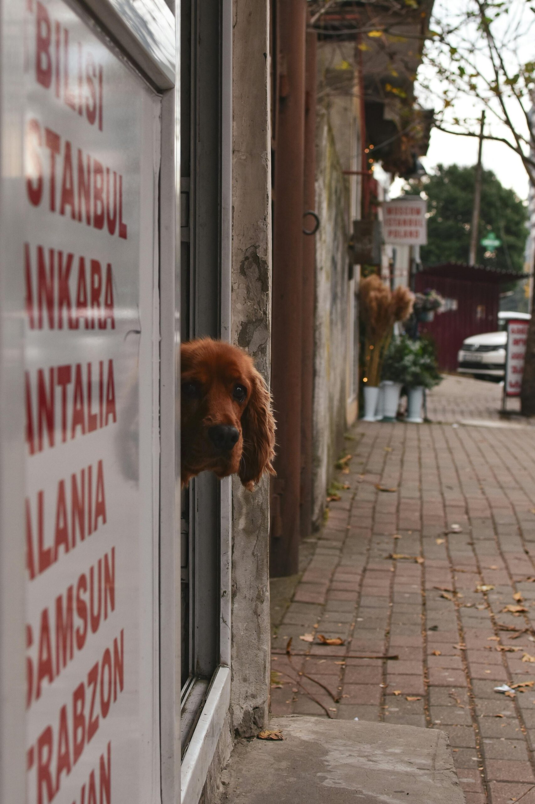 Alt Text: A calm dog resting in a cozy home environment with toys, food, and a comfy bed, ensuring comfort and security while being home alone.