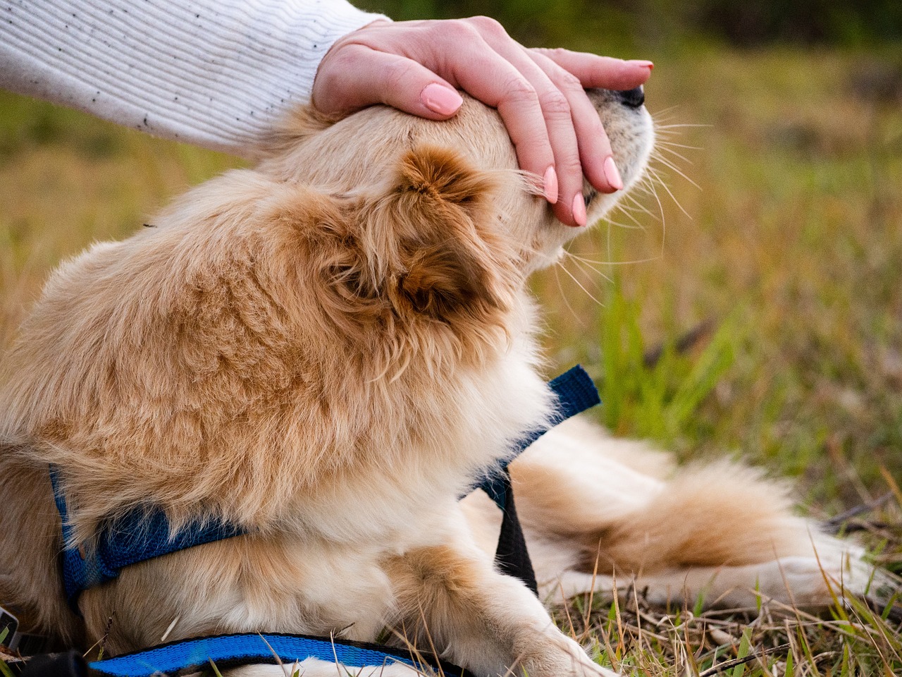 How to Calm Dogs