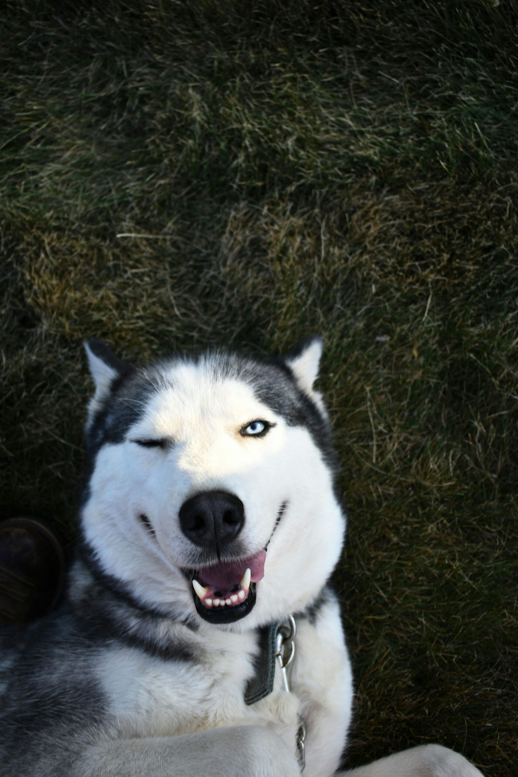 A playful Siberian Husky winking and lying down on grass, radiating joy.