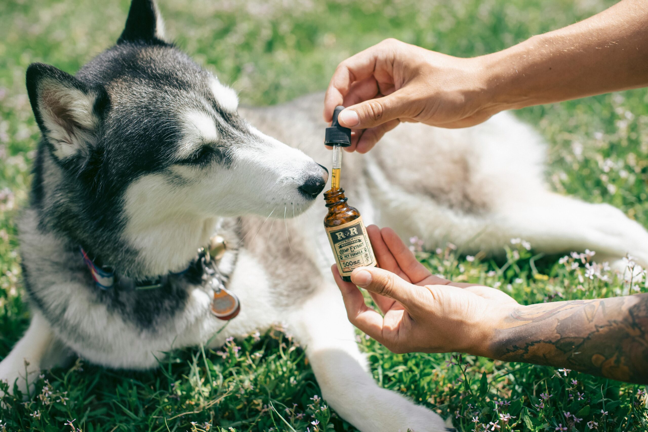 Best Vitamins for Dogs